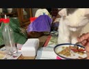高齢にゃん子の食事ケア+あずとむぎ　2022.06.04