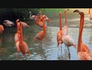 フラミンゴに村八分にされるアゴミンゴ