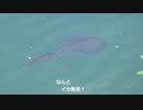 マンボウの去ったイルカ水路（の隣）にイカの姿が！