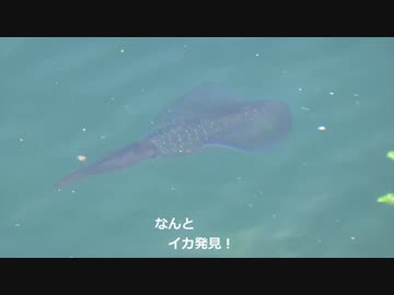 マンボウの去ったイルカ水路（の隣）にイカの姿が！