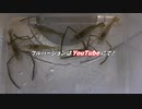 テナガエビの唐揚げ