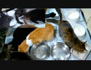 今週のおやつ（本隊）【蒼民家の猫々】