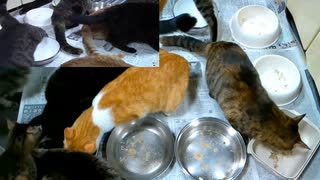 今週のおやつ（本隊）【蒼民家の猫々】