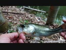 魚が食べたくなったのでエビで小バス釣り