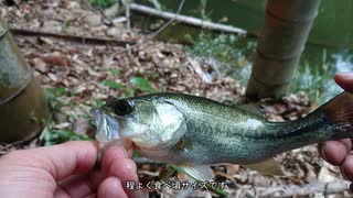 魚が食べたくなったのでエビで小バス釣り