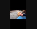 会社に見限られたおっさんが行き着いた最後の場所#Shorts【野良猫】【感動猫】