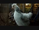 変なおじさんとこの　鶏さん３１０　生後５０日　雛達のご様子