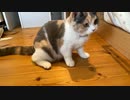 子猫はそこそこ遊びます。