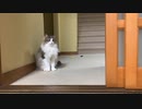カメラを向けると恥ずかしくて遊べなくなる猫