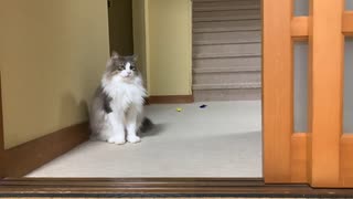 カメラを向けると恥ずかしくて遊べなくなる猫