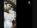 とろける塩昆布でお茶漬けサラサラ好きな音楽のジャンルはロック？それとも茶漬け違ったJAZZけ？
