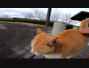 走って近づいてきたと思いきや「いや、そんなつもりじゃ」と逃げられるや～つ【野良猫】【感動猫】