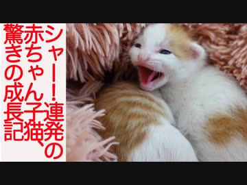 シャー！連発の赤ちゃん子猫、賢き少年猫に成長する