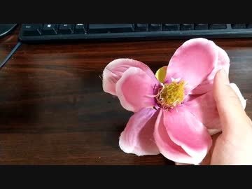 【実証】花占いでティーダのチンポは気持ちいいのか占ってみた