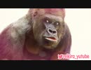 みためだいじですか？　ASMR