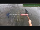 川でガサガサしてみた