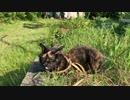 猫の散歩（日向ぼっこ）