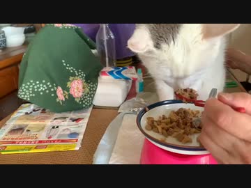 高齢にゃん子の食事ケア