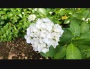 【花】初心者による紫陽花動画【実況なし】