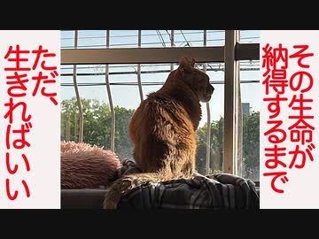 輝きを増す命と色褪せる命、子猫とボス猫が交差した春