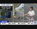 【山岸愛梨】猫が落ちているリポート
