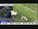 【戸北美月】道草を食っているリポート