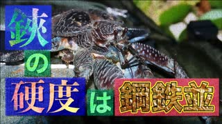 驚愕の構造！ヤシガニのハサミの研究【ゆっくり解説】