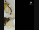 白菜の浅漬けに塩昆布ほしい朝漬けたから朝漬け？違った浅漬け