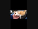 「ゴロゴロ・・・！」猫エンジンは絶好調です#Shorts【野良猫】【感動猫】