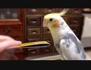 上に乗ろうと頑張るオカメインコ