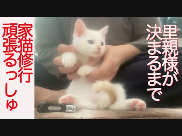 保護子猫兄弟、里親のお話をいただくも…