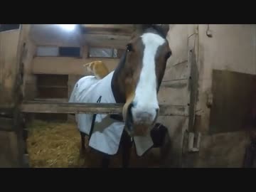 タイキシャトルと見る猫とメイショウドトウ season2