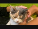 好物はキャットフード猫・・・