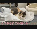 猫とナイロン袋・・・