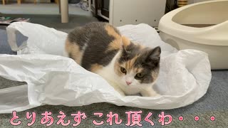 猫とナイロン袋・・・