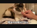 寝る前に見る猫・・・