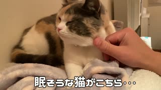 寝る前に見る猫・・・