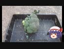 ゆっくり農民187ブロッコリーを育ててみませんか？♯5