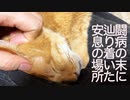 末期腎不全の元ボス猫、闘病の末に辿り着いた安息の場所