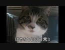 ２はやたろうの日常3