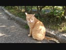 4つの山を制覇～散歩～