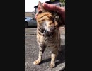 この野良猫は保護を求めているのか？ようわからん#Shorts 【野良猫】【感動猫】