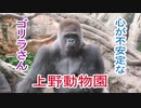 心が不安定なゴリラさん(上野動物園)