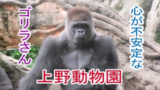 心が不安定なゴリラさん(上野動物園)