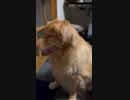 大型犬の伏せを上から見てみた