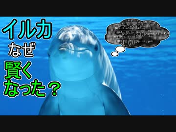 イルカはなぜ知能を獲得したのか／イルカの進化について【ゆっくり解説】