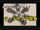 【ゆっくり解説】ネズミが合体する!?ラットキング！【謎の現象】