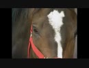 競馬MAD　（夜鷹の夢）