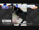 【ニュース】脱線事故の現場を独自にスクープ！【猫動画】
