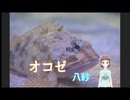 オコゼ － 八紗（やしゃ)